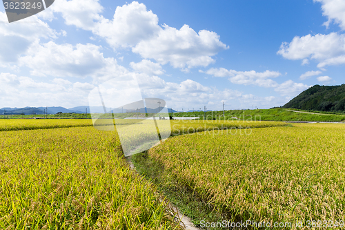 Image of Walkway into green rice field