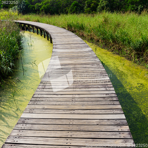 Image of Wooden bridge in jungle