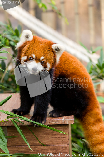 Image of Red panda bear