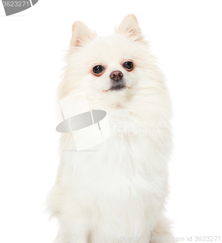 Image of Pomeranian spitz puppy on a white background