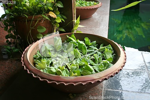 Image of Balinese decor plants