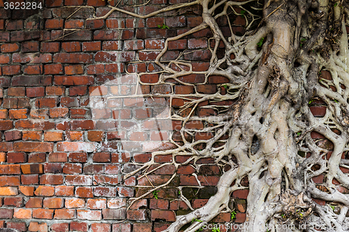 Image of Tree root on red brick wall