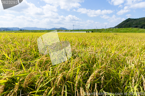 Image of Paddy fields in the autumn 