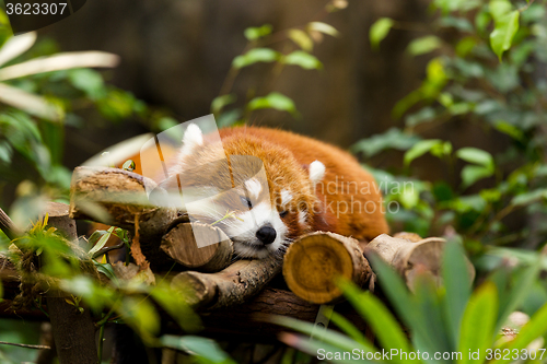 Image of Sleepy Red Panda