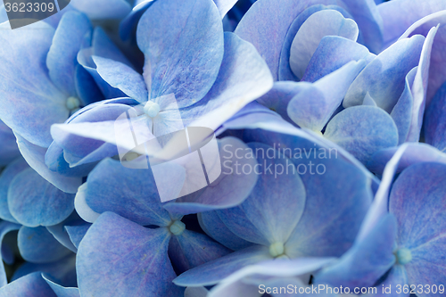 Image of Beautiful blue hydrangea