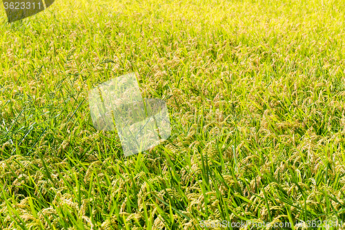 Image of Rice plant in rice field