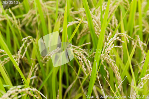 Image of Paddy rice