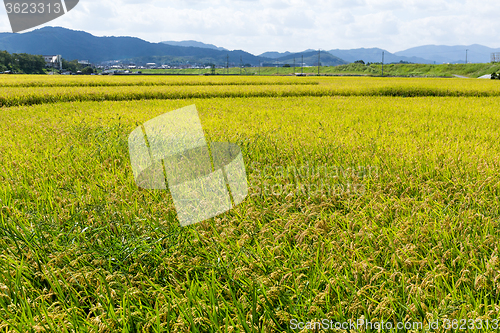 Image of Rice field 