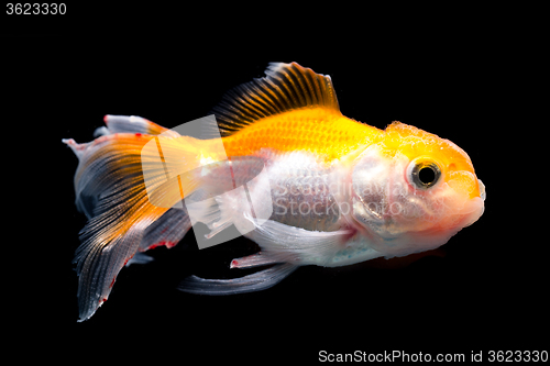 Image of White goldfish with red head on a black background