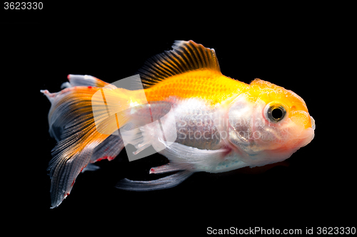 Image of White goldfish with red head on a black background