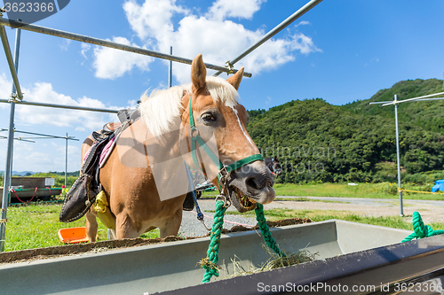 Image of Horse eating hay with clear blue sky