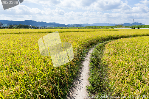 Image of Natural rice field 