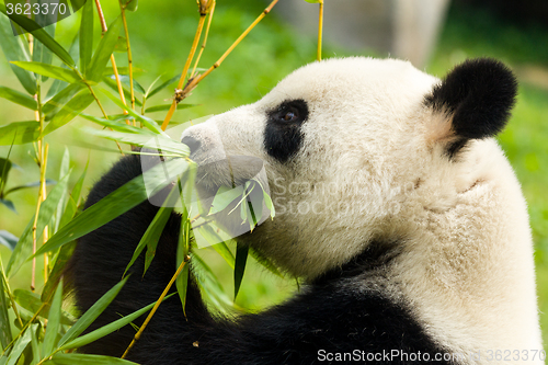 Image of Panda bear eating bamboo