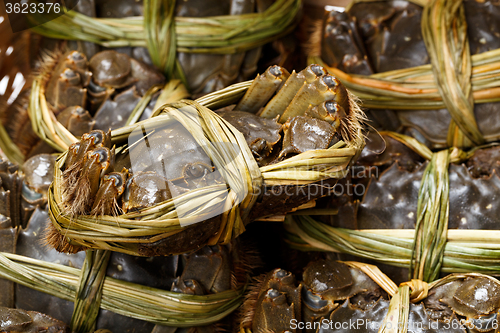 Image of Uncooked hairy crabs