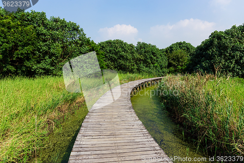 Image of Walking path in wetland