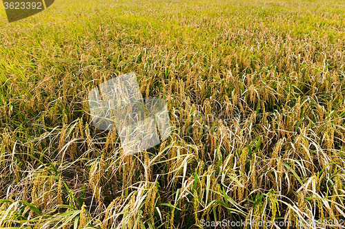 Image of Paddy rice