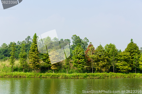 Image of Wetland