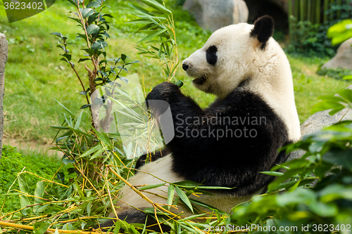 Image of Giant Panda eating bamboo