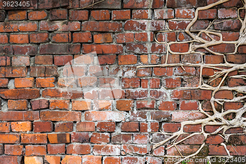 Image of Tree root on brick wall