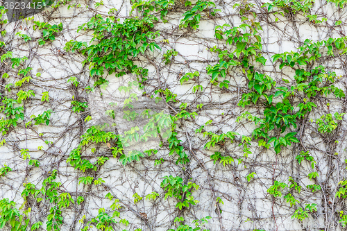 Image of Green creeper on cement wall