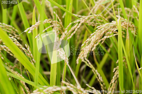 Image of Rice field