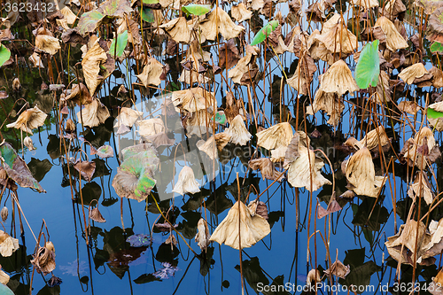 Image of Dead lotus in autumn 