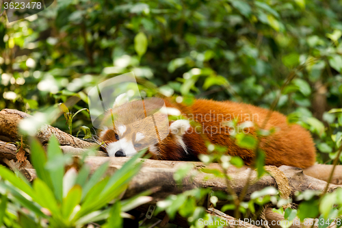 Image of Sleepy Red Panda