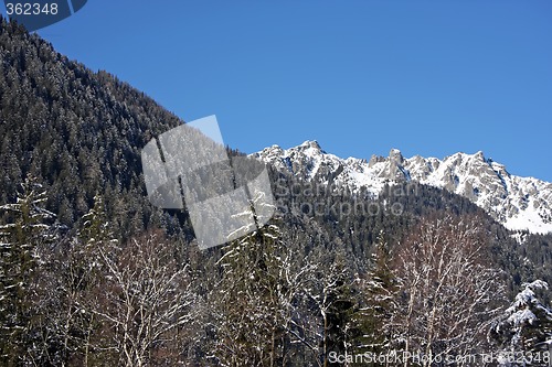 Image of Chamonix forest mountain