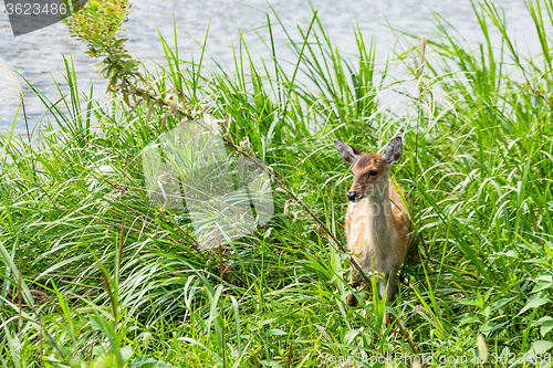 Image of Deer in the grassland