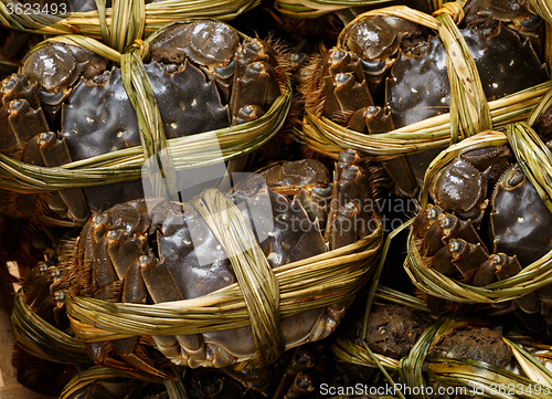 Image of Chinese hairy crabs