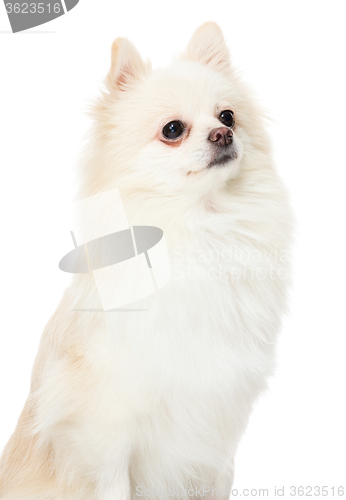 Image of Pomeranian dog