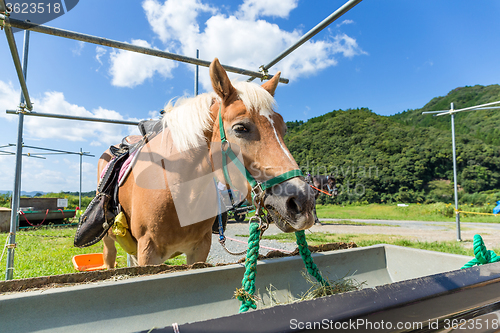 Image of Horse in paddock and eating the dry grass