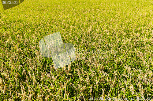 Image of Rice field