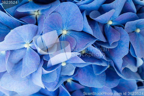 Image of Blue Hydrangea Flower