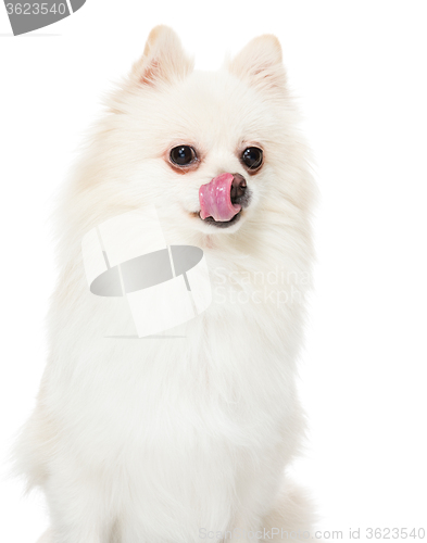 Image of Pomeranian dog show with tongue