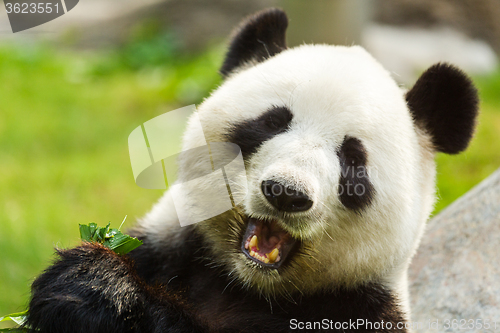 Image of Panda bear eating bamboo