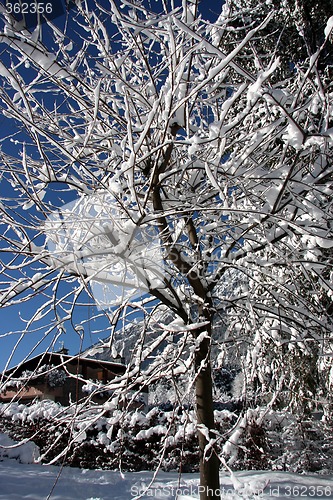 Image of Snow covered trees