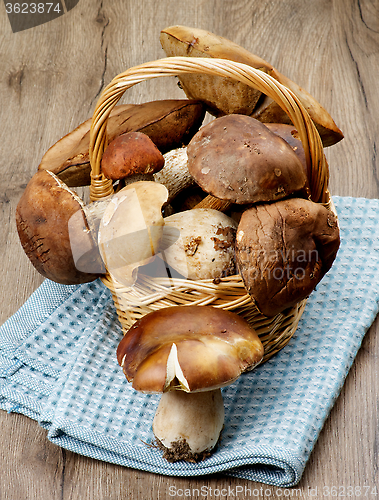 Image of Forest Mushrooms