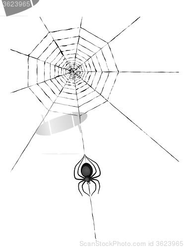 Image of spider and cobweb