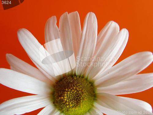 Image of summer daisy orange