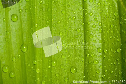 Image of water drops on green plant leaf 