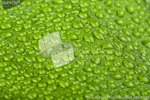 Image of water drops on green plant leaf 