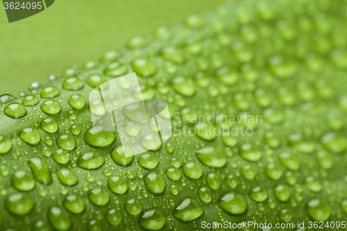 Image of water drops on green plant leaf 
