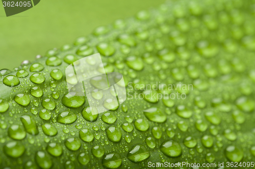 Image of water drops on green plant leaf 