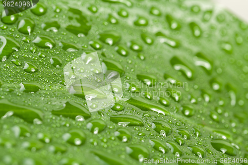 Image of water drops on green plant leaf 