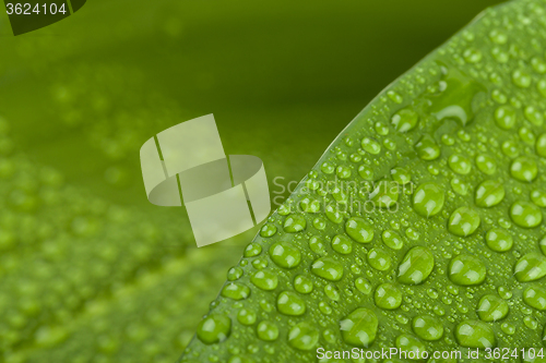 Image of water drops on green plant leaf 