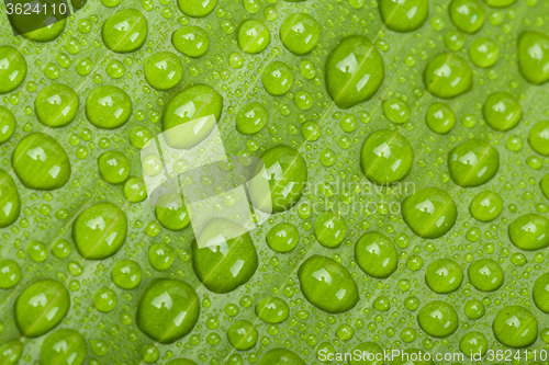 Image of water drops on green plant leaf 