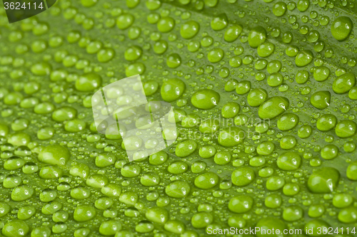 Image of water drops on green plant leaf 