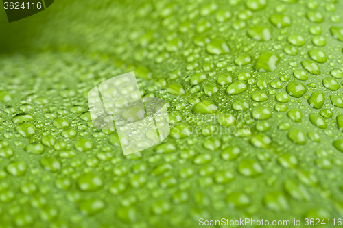 Image of water drops on green plant leaf 