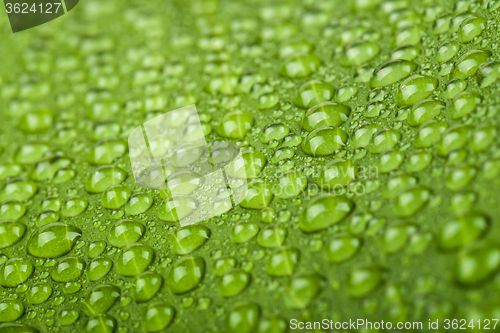 Image of water drops on green plant leaf 